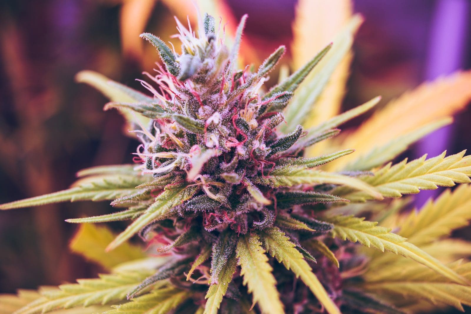 The Legality of High THCA Hemp Flower | Wildflower Hemp Co  WFHC Holdings  LLC