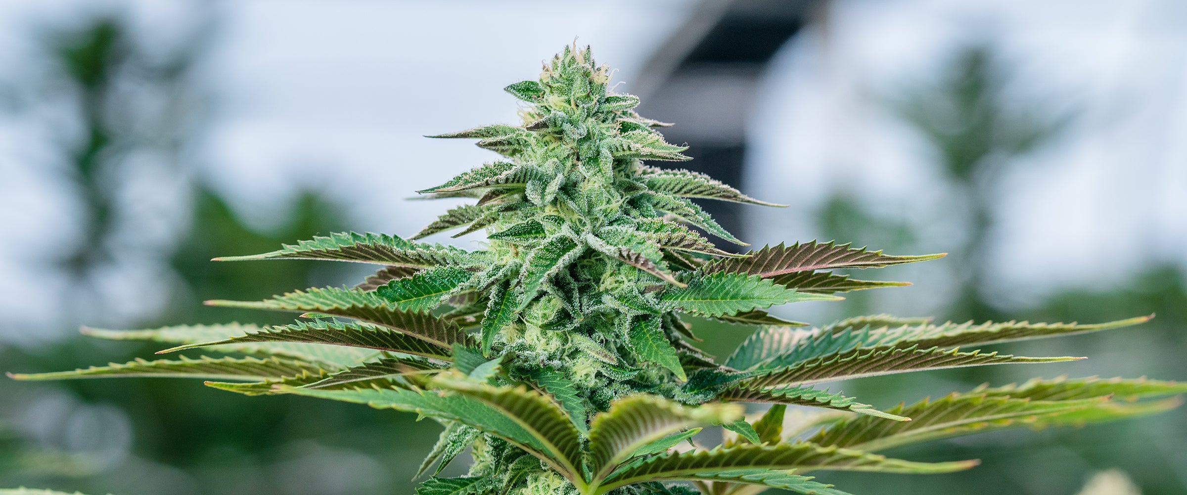 THCa Flower | Wildflower Hemp Co | High THC a & Delta 9 – WFHC Holdings LLC
