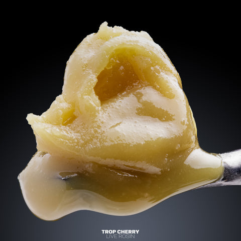 Colophane vivante (sans solvant)