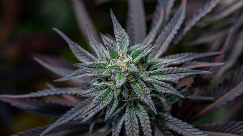 THCa Flower