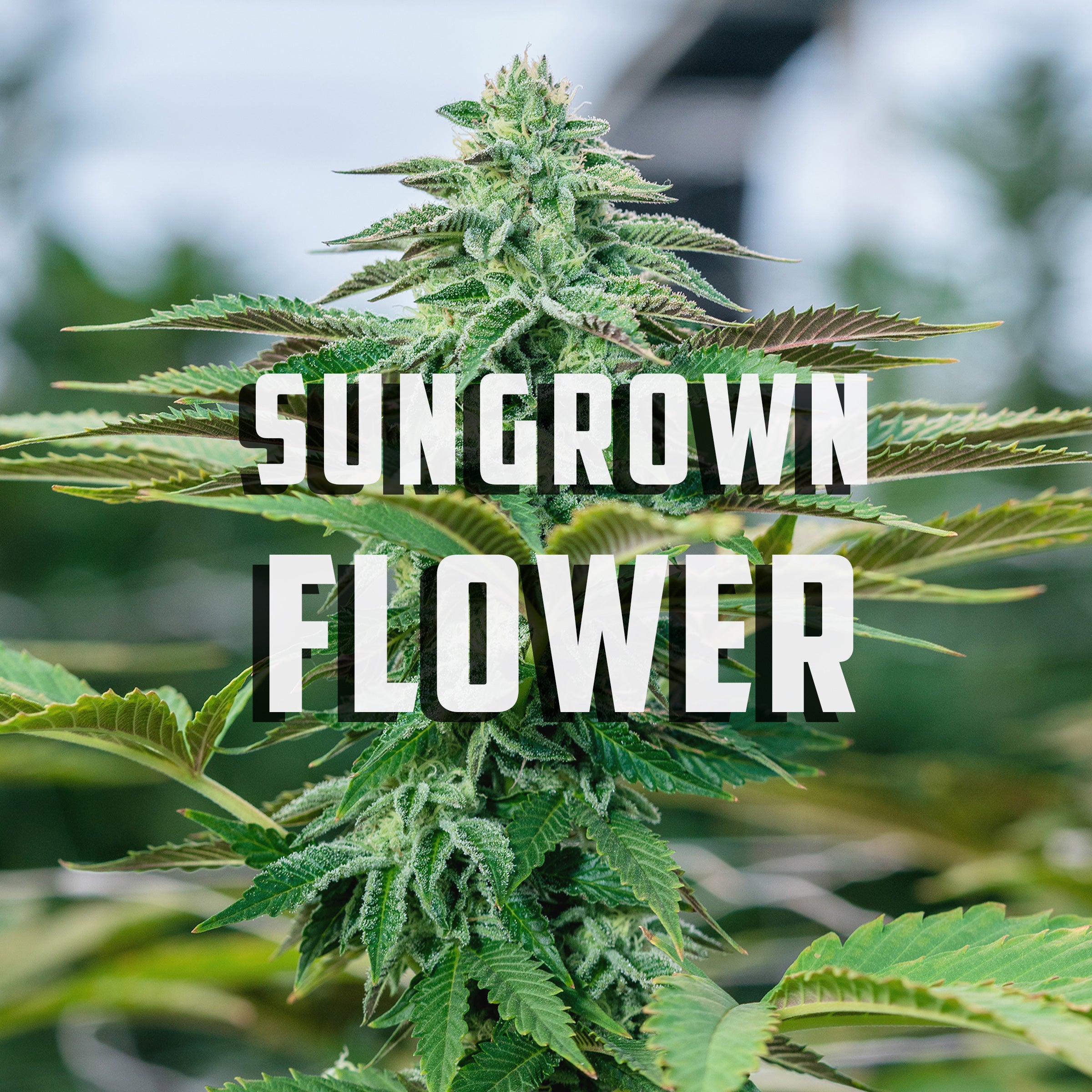 Sprayed Flower Greenhouse Flowers THCa | Wildflower Hemp Co | High THC a & Delta 9 ...